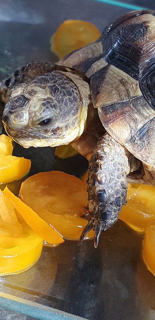 Tortue De Terre, Skildpadde, Hermann