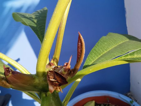 Free Frangipani Pomelia photo and picture