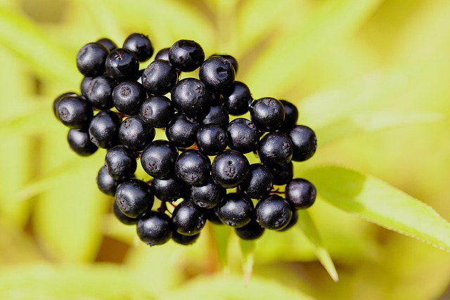 Free Berries Fruit photo and picture