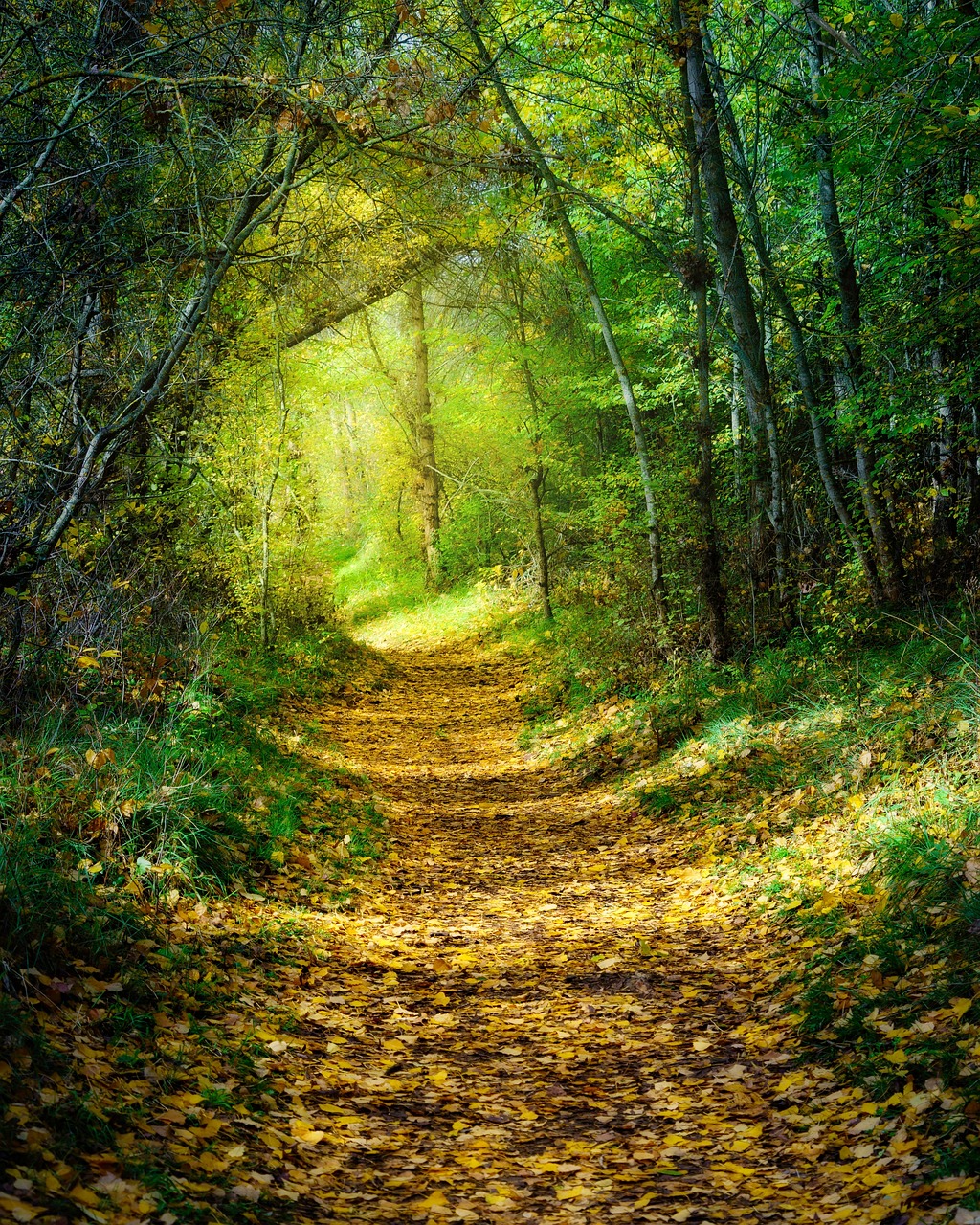 Forest Path Nature