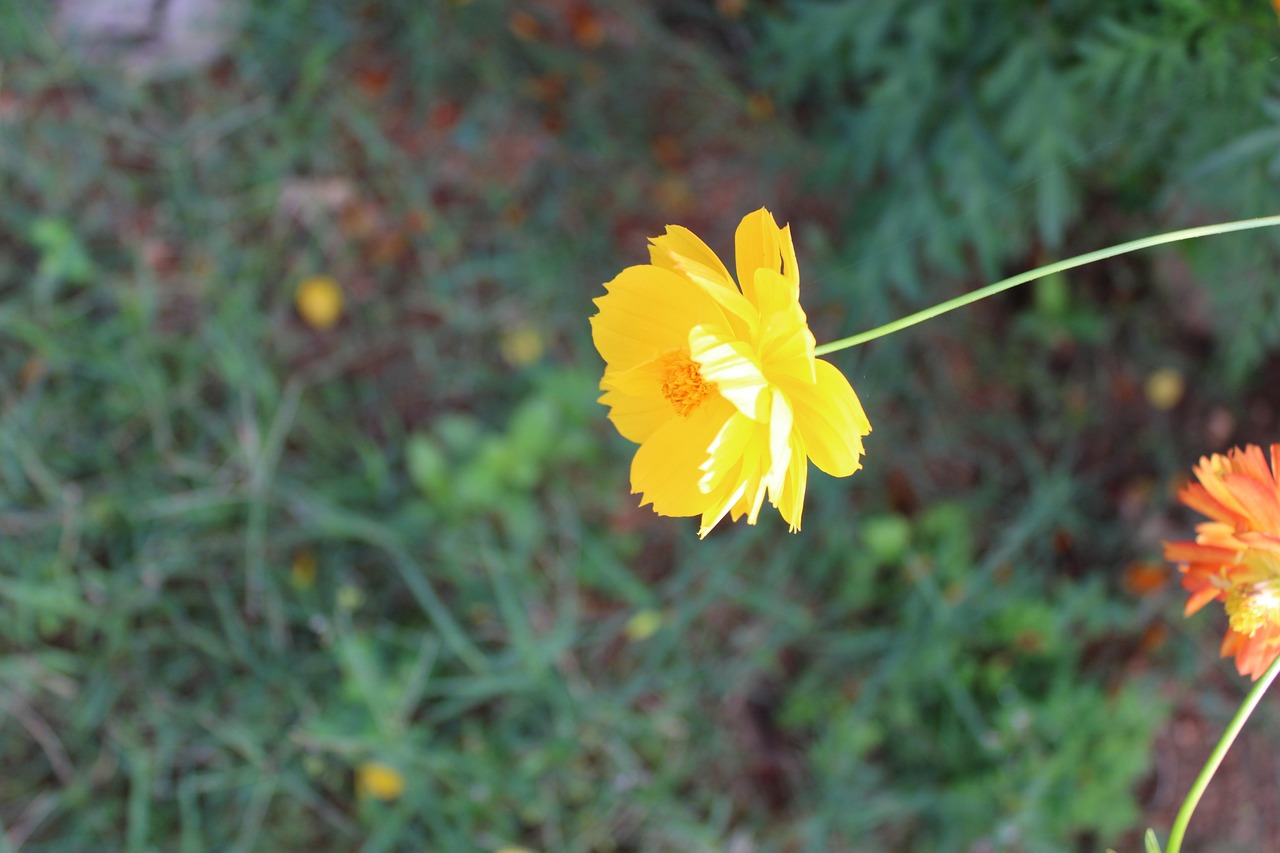 Flowers Petals Stem Free photo on Pixabay Pixabay