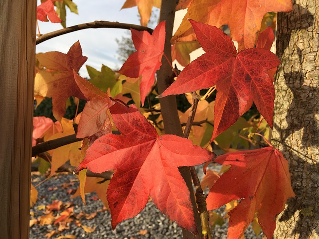Folhagem, Folhas De Outono, Vermelho