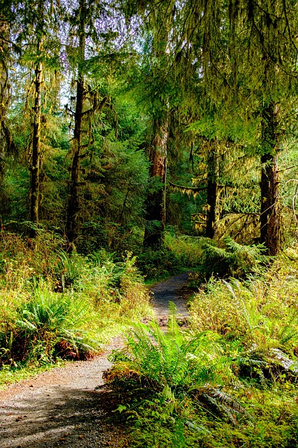 Hoh-Regenwald, Pfad, Weg, Wald, Gemäßigt