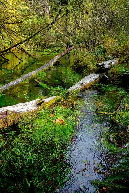 Hoh-Regenwald, Wald, Gemäßigt, Moos