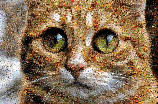 Free Cat Dog photo and picture