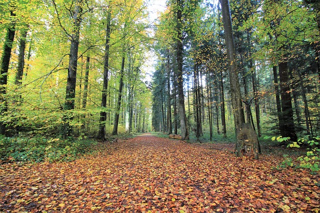 Free Forest Nature photo and picture