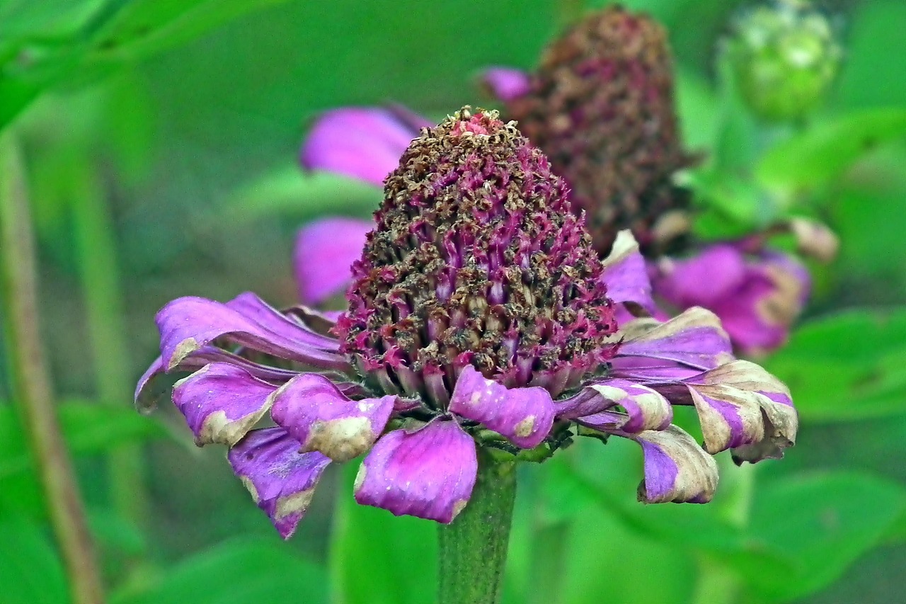 百日草 花 植物 - Pixabay上的免费照片 - Pixabay