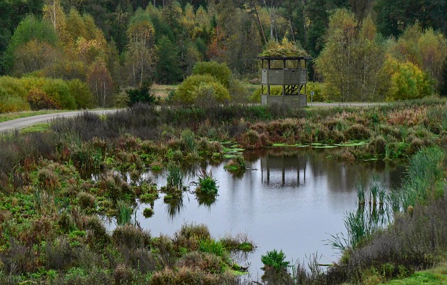biotooppi-syksyn-maisema-lampi-ilmainen-valokuva-pixabayssa-pixabay