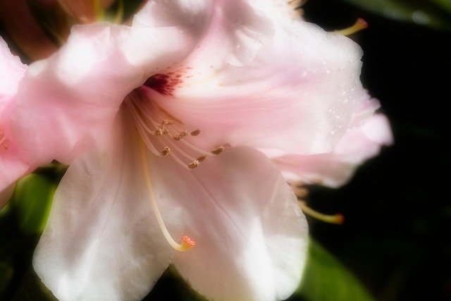 Soft Focus Flower Blossom Close - Free photo on Pixabay - Pixabay