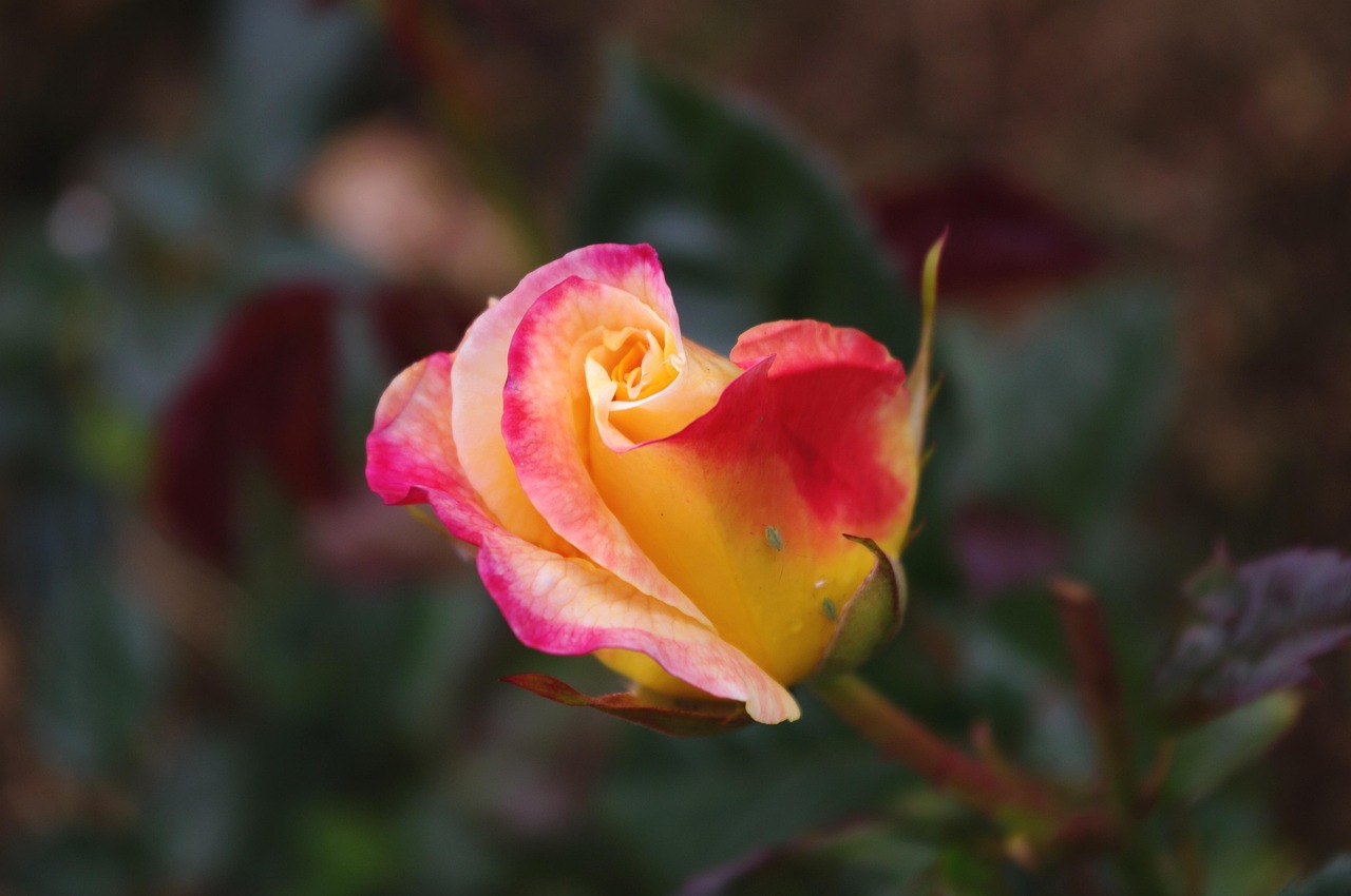 Plus de 100 images de Fleur Éclosion et de Éclosion - Pixabay