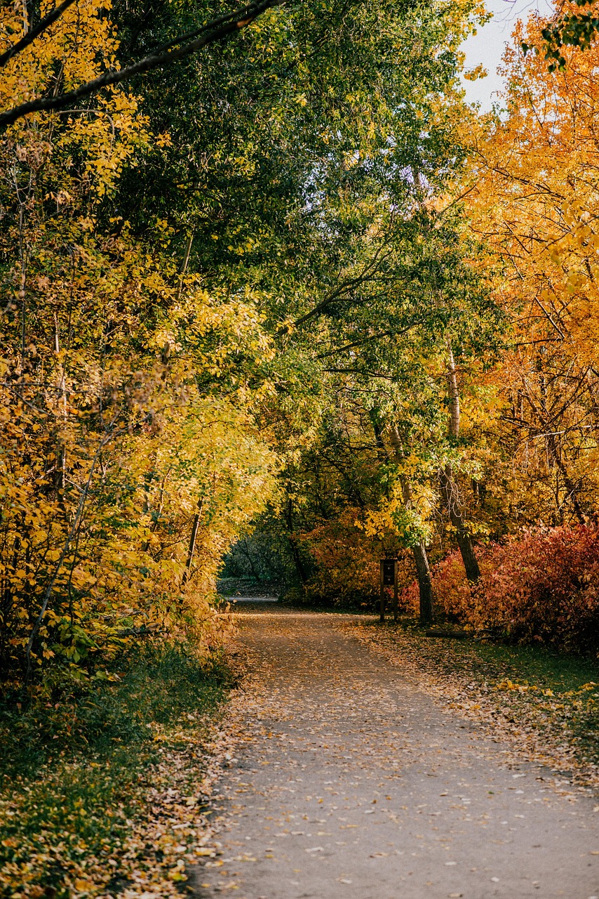 落下 秋天 自然 - Pixabay上的免费照片 - Pixabay