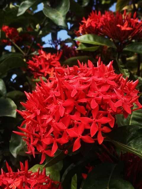 Free Flower Red photo and picture