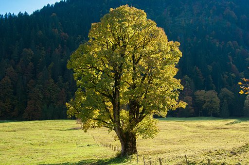 Free Tree Fence photo and picture