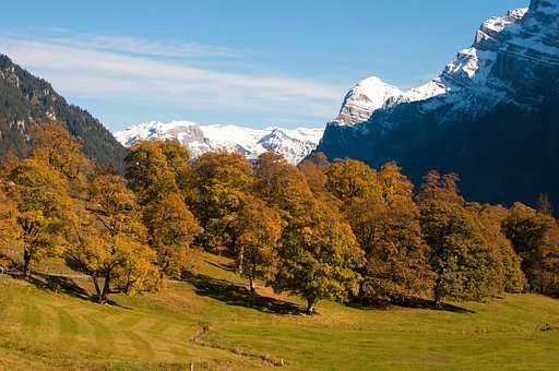 Free Trees Fields photo and picture