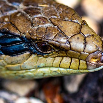 Free Blue Tongue photo and picture