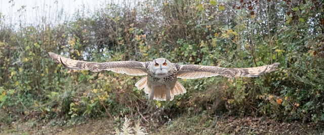 Free Owl Siberian Eagle Owl photo and picture