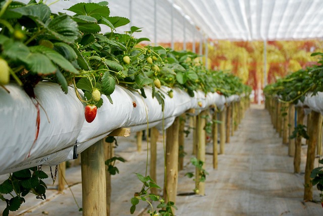 Căpșune, Plantație Organică, Fructe