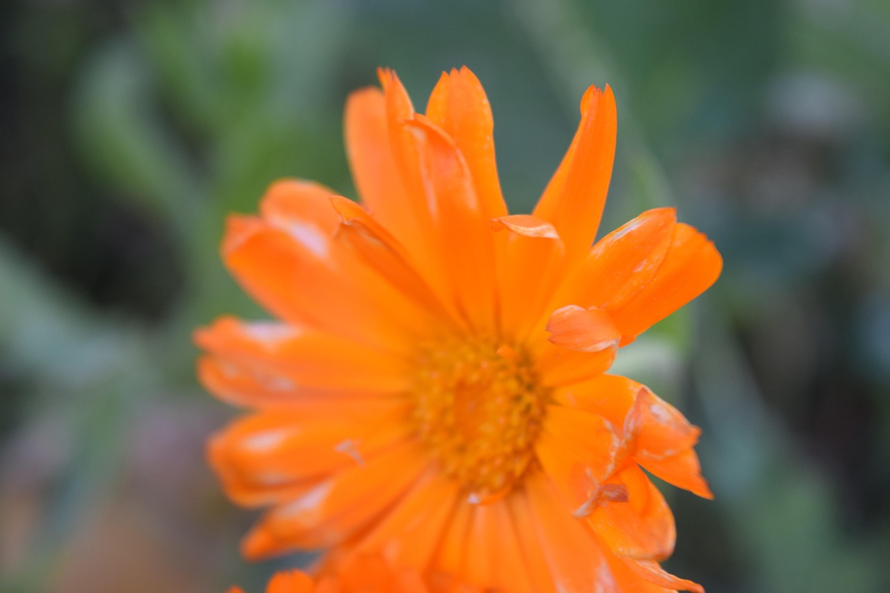 Flower Orange Nature - Free photo on Pixabay - Pixabay