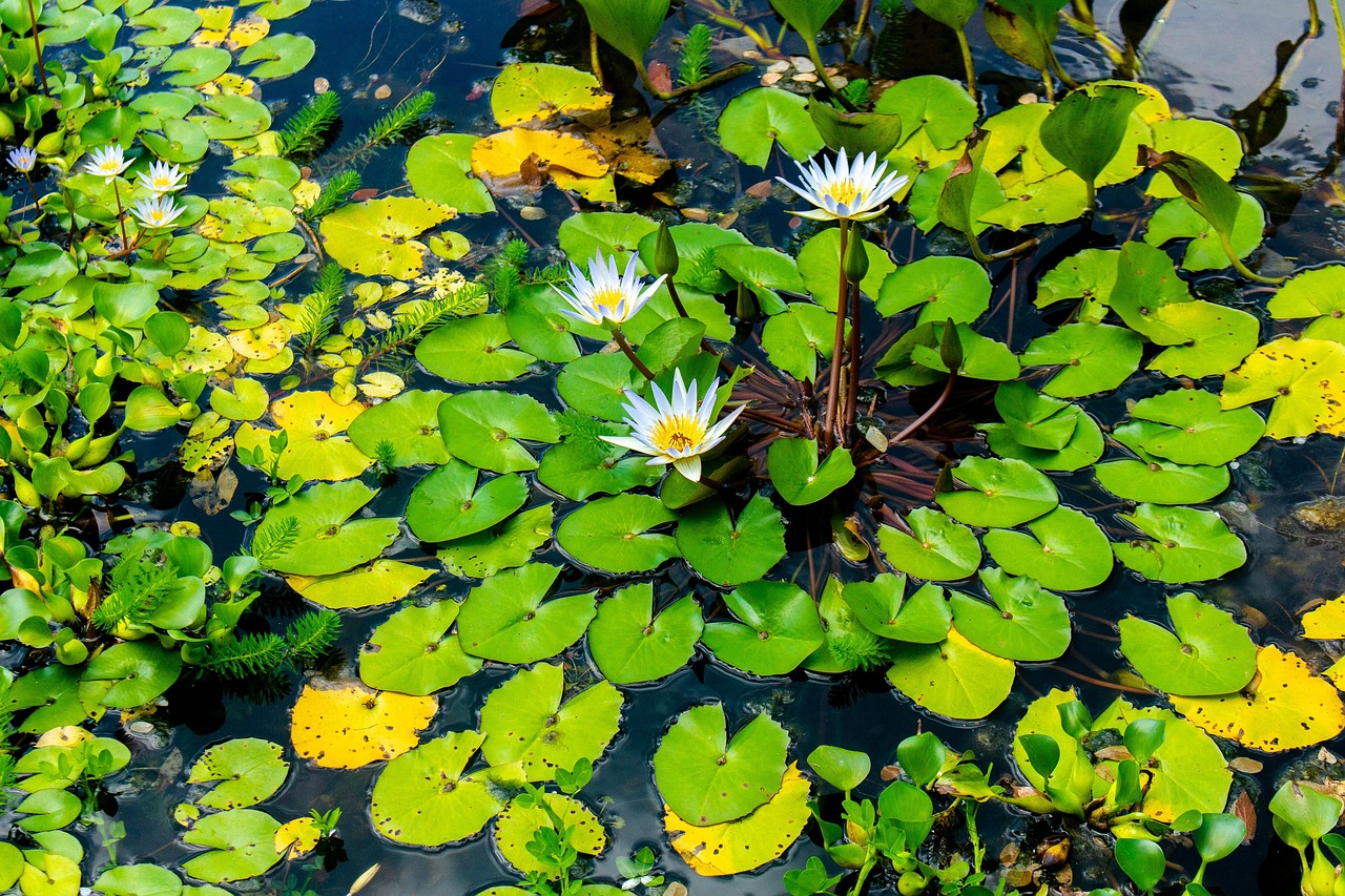 Water Flowers Nature Free photo on Pixabay Pixabay