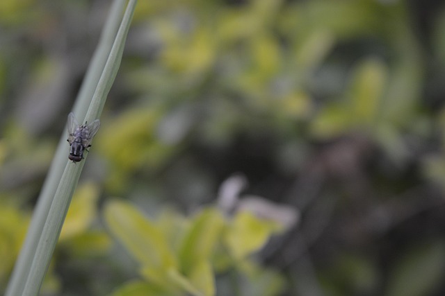 Free Grass Insect photo and picture