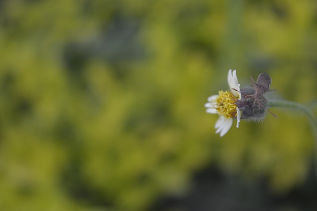 Free Grass Flower Insect photo and picture