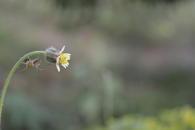 Free Grass Flower Flower photo and picture
