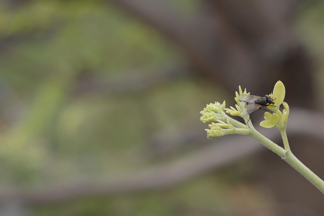 Free Plant Insect photo and picture