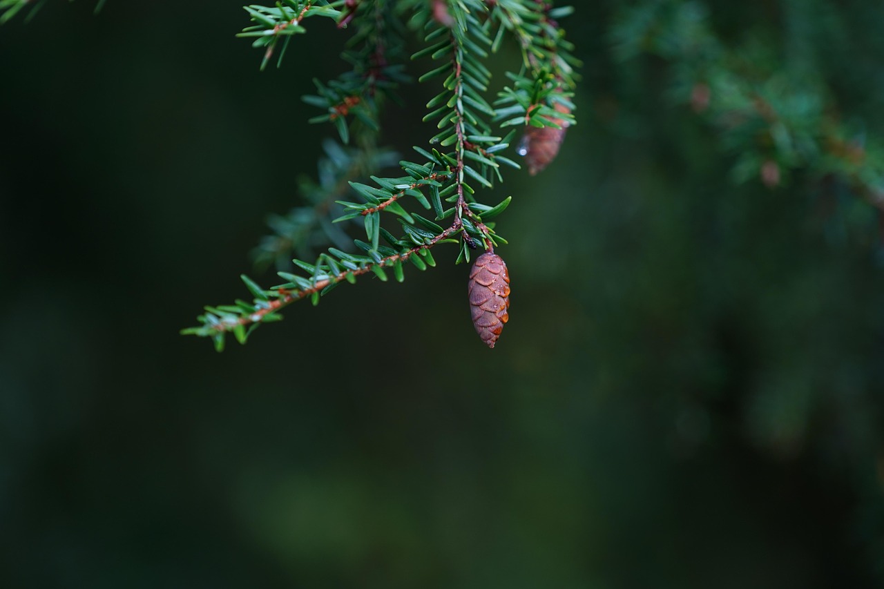 Eastern Hemlock Conifer Cone Tree - Free photo on Pixabay - Pixabay