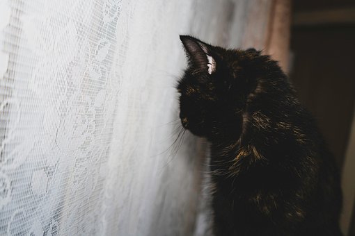 Free Cat Animals photo and picture