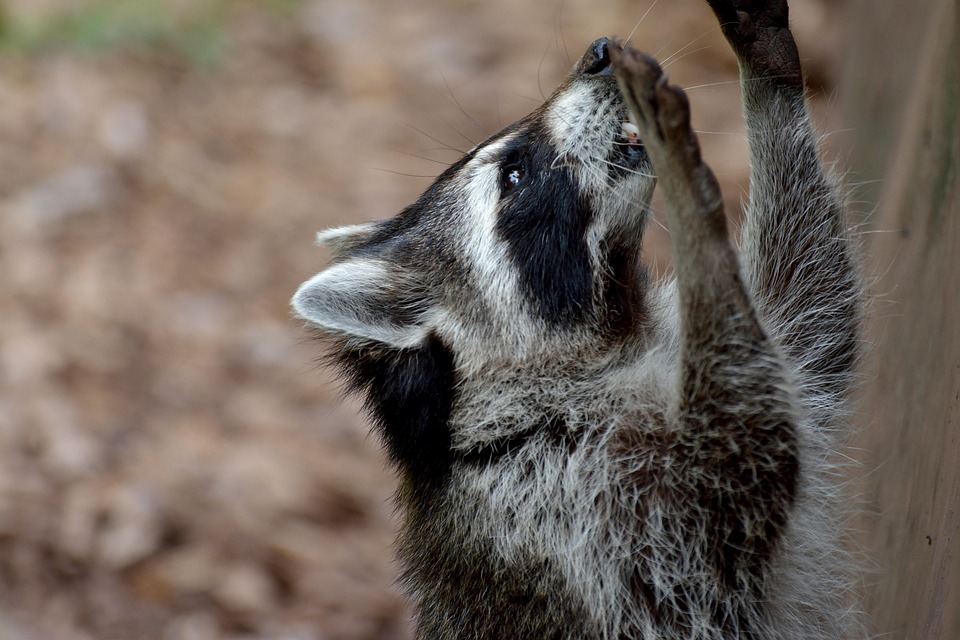 Mapache Animal Salvaje Animales - Foto gratis en Pixabay - Pixabay