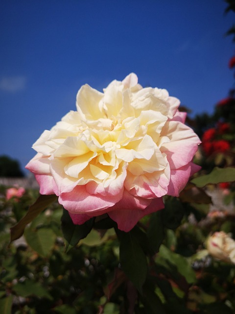 Free Rose Flower photo and picture
