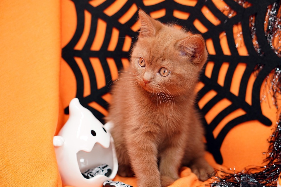 Sitemapcdatahttpsshopinf Inetcomdeguisement Halloween Chaton