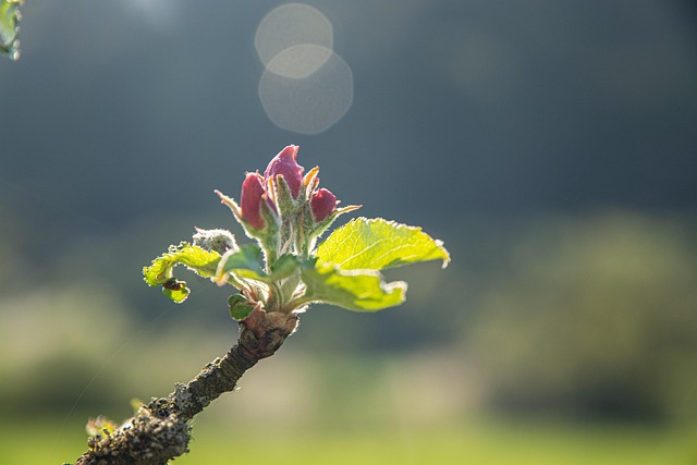 Birne, Pyrus, Blüte, Natur, Obstbau