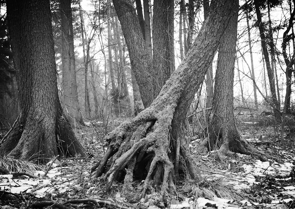 Tree Bough Nature Free photo on Pixabay