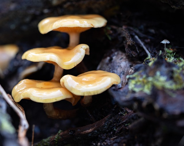 Free Fungi Micro photo and picture