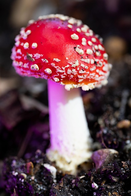 Free Mushroom Fly Agaric photo and picture