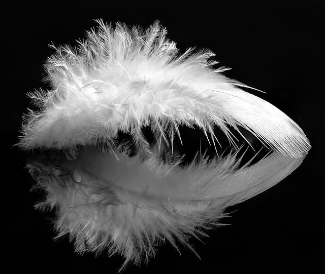 Free Feather Black And White photo and picture