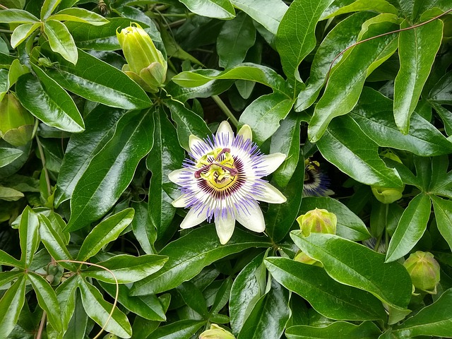 Passion Flower Summer - Free photo on Pixabay - Pixabay