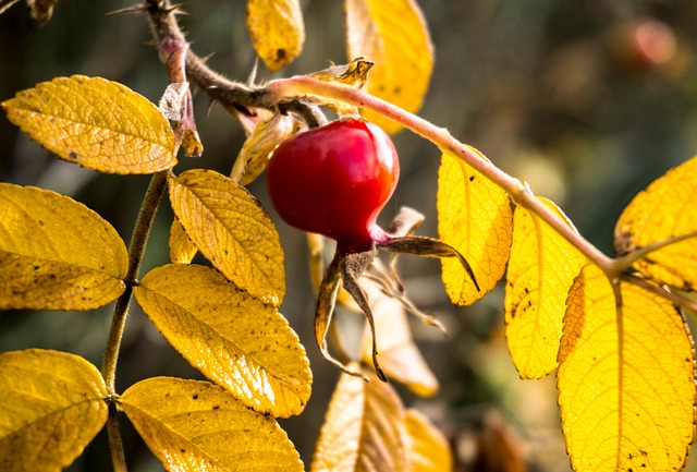 Free Rose Hip Plant photo and picture