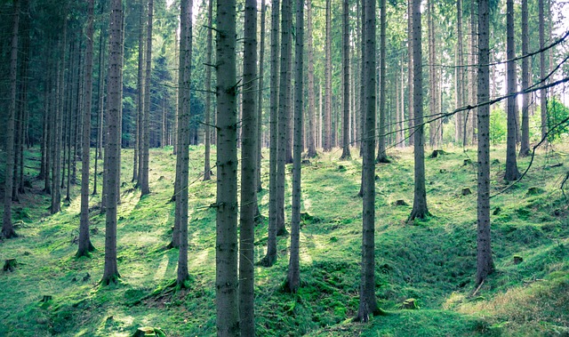 Free Wood Trees photo and picture