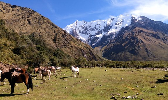 Free Horses Herd photo and picture