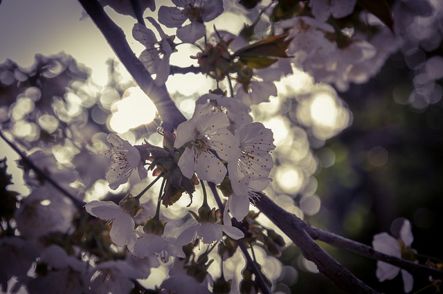 Free Cherry Blossom White Cherry Blossom photo and picture