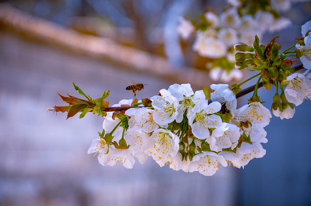 Free Cherry Blossom Flowers photo and picture