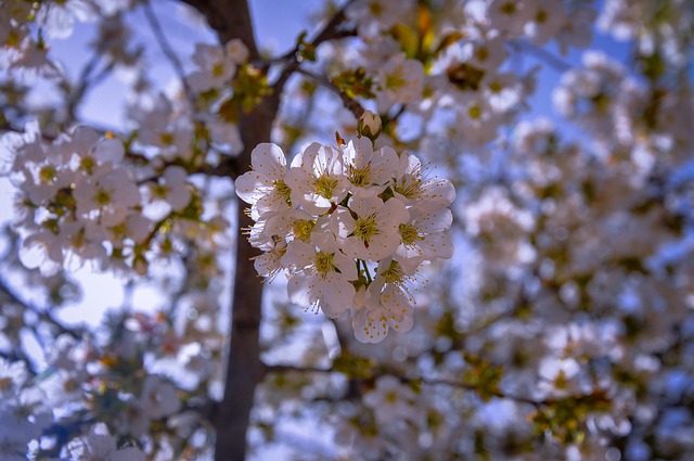 Free Cherry Blossom Flowers photo and picture