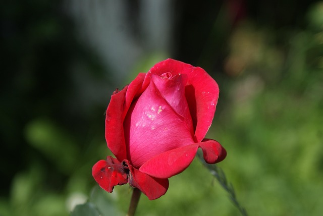 Rød Rose Hage - Gratis foto på Pixabay - Pixabay