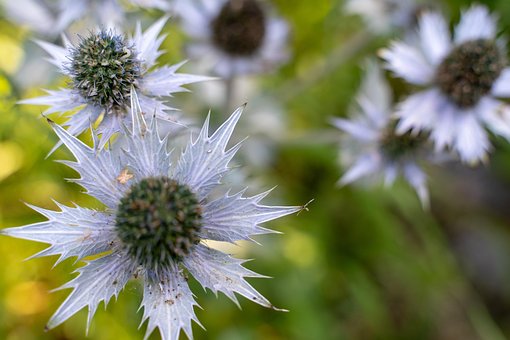 Free White Flower photo and picture