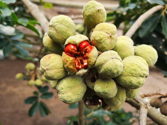 Free Tree Fruit photo and picture