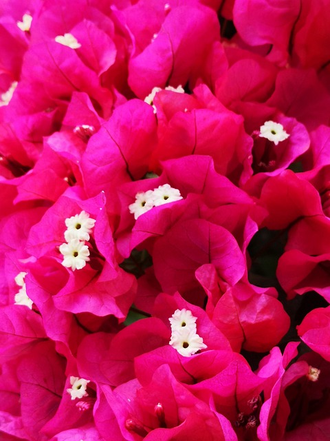 Free Bougainvillea Pink photo and picture
