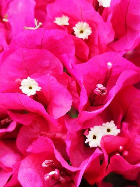 Free Bougainvillea Pink photo and picture