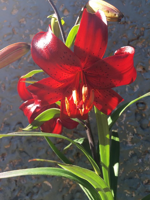 lilly-punainen-kukka-ilmainen-valokuva-pixabayssa-pixabay